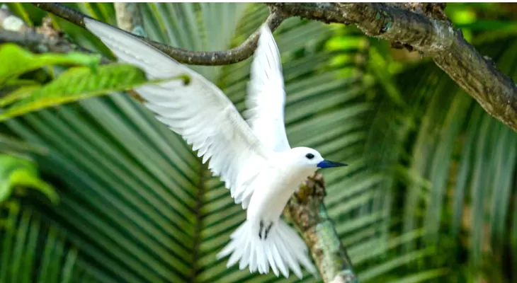 Qué indica que los pájaros canten en tu casa o jardín durante el día
