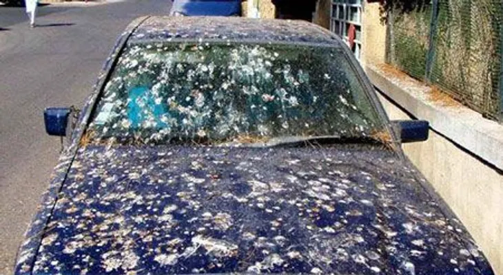 Excremento de pajaro deshabilita 25 mil semaforos