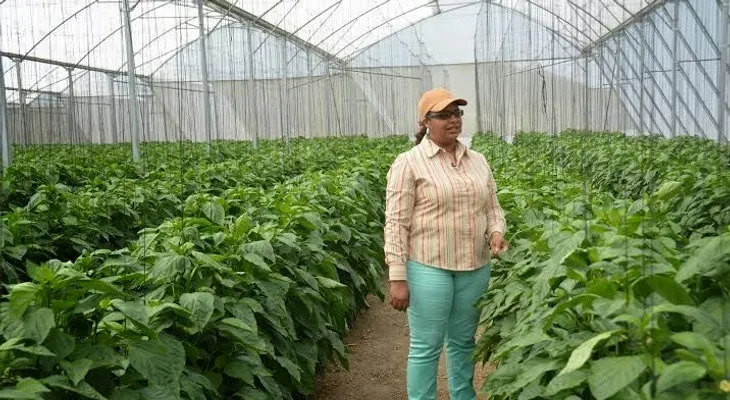 1, 200 millones destina el Bagrícola para invernaderos 