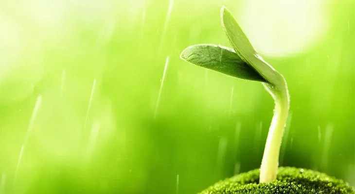 Celebran desarrollo científico de un método de cultivo que acabaría el hambre en el MUNDO