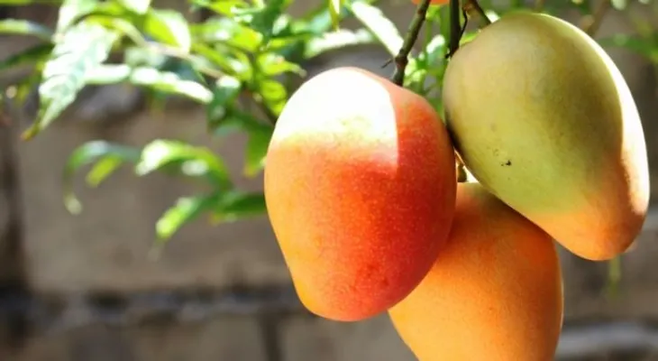 Los venezolanos han perdido 11 kg por crisis alimentaria; el mango alivia un poco la situación 