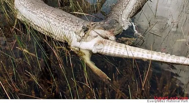 INCREIBLE: Serpiente devora a un cocodrilo como si fuera un ratón