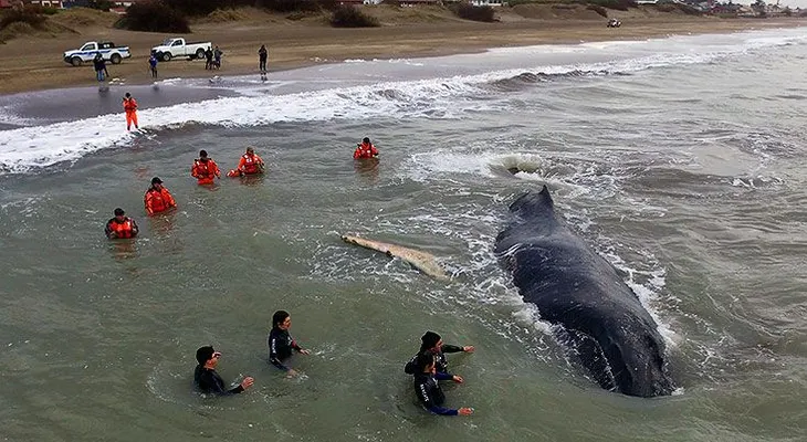 Muere tras ser liberada la ballena jorobada que encalló en Argentina
