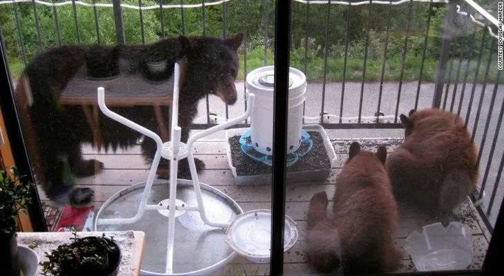 Osezno intenta escurrirse en una casa a través de la puerta del gato