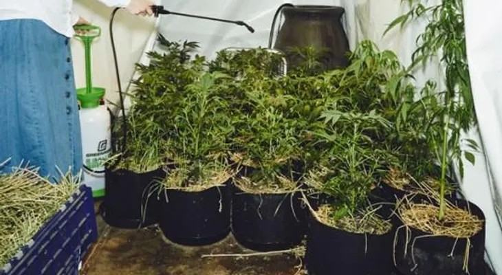 Monjas cultivan marihuana y luego la venden por internet