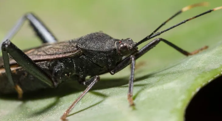 Científicos argentinos crearon una exitosa vacuna contra la enfermedad de Chagas