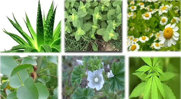 Pierde peso de la noche a la mañana, con estas plantas medicinales