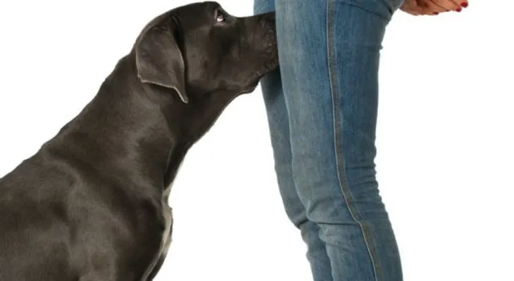 Dejarás de avergonzarte: ¿Por qué los perros huelen nuestras partes privadas 