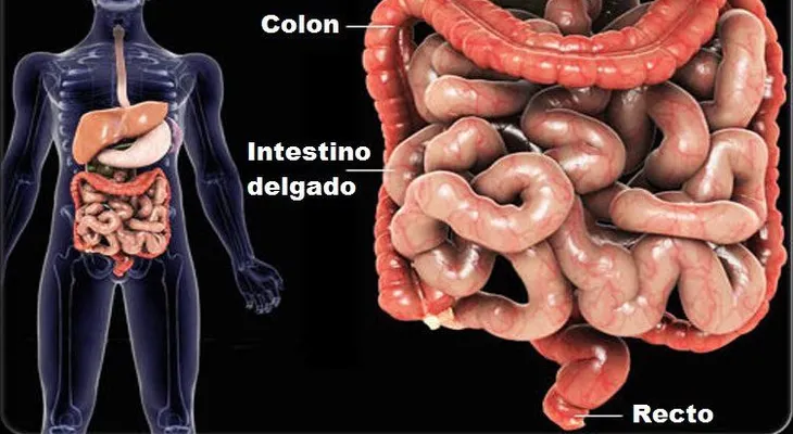 10 signos de que tienes un intestino enfermo