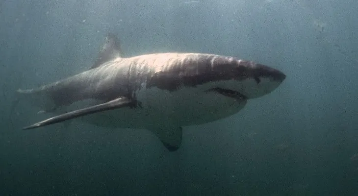Acusan a los tiburones blancos de comerse los tiburones más grandes del mundo