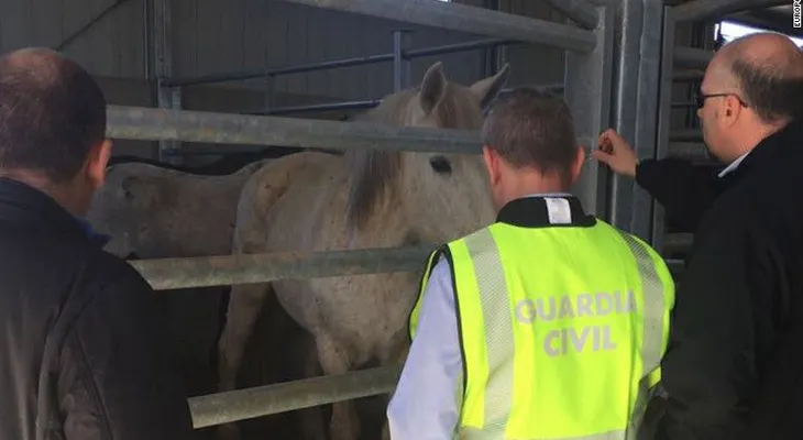 Desmantelan en España una red que comerciaba con carne de caballo