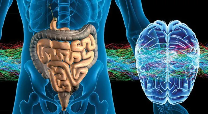 10 datos sobre la inteligencia del intestino que no sabías
