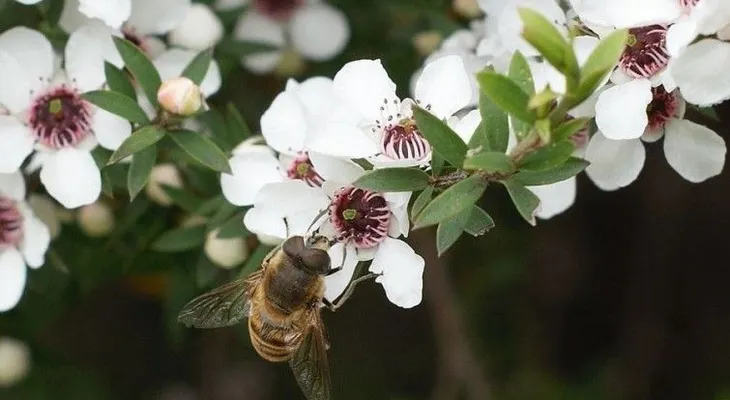 La famosa miel de Manuka y todo lo que debe saber de ese increíble alimento 