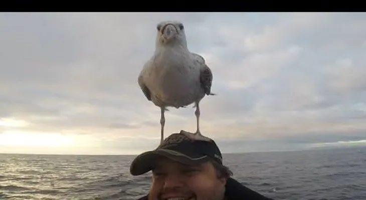 Amor a primera vista: Una gaviota se posa sobre su cabeza y no quiere irse