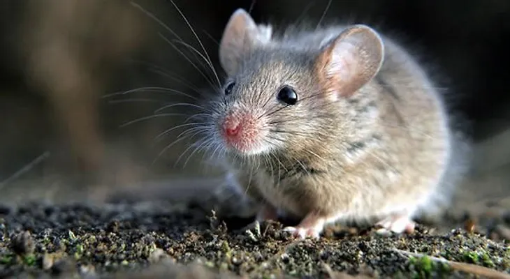75 de 714 enfermedades de los ratones pueden causar la muerte 