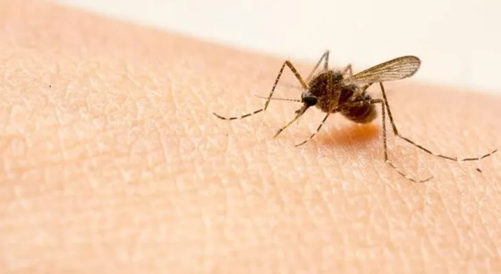 Zika, Chicunguya o Dengue, ¿Cuál es más peligroso?