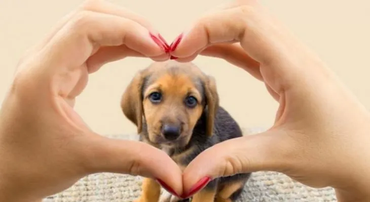 7 beneficios de tener mascota para tu salud mental