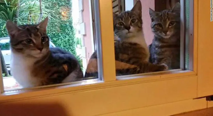 Los belgas responden a la alerta de terrorista en Bruselas inundando Twitter con fotos de gatos