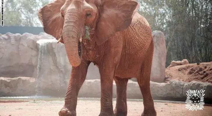 Niña muere por pedrada de elefante en zoológico de Marruecos