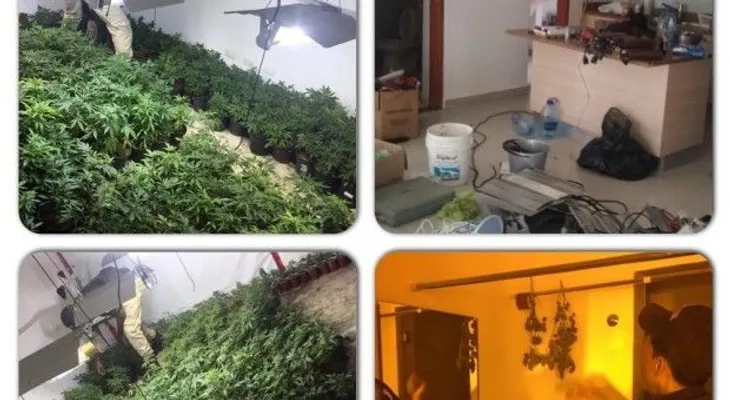 Desmantelan vivero de marihuana en Verón; apresan dos extranjeros