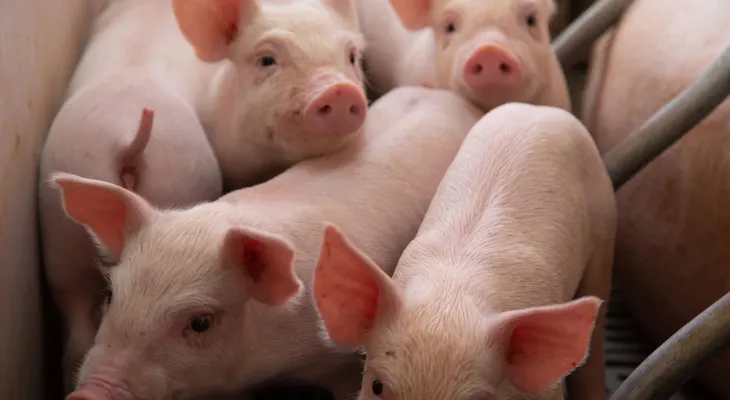 Ministros de Agricultura de 34 países apoyarán a Republica Dominicana contra fiebre porcina africana