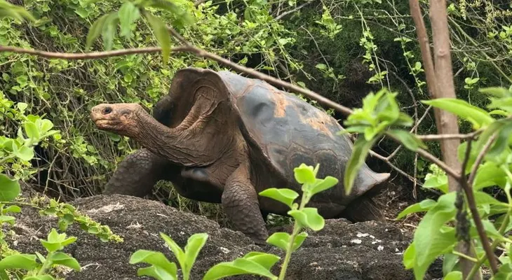 Tortugas gigantes regresan a una isla de Galápagos tras un siglo de ausencia