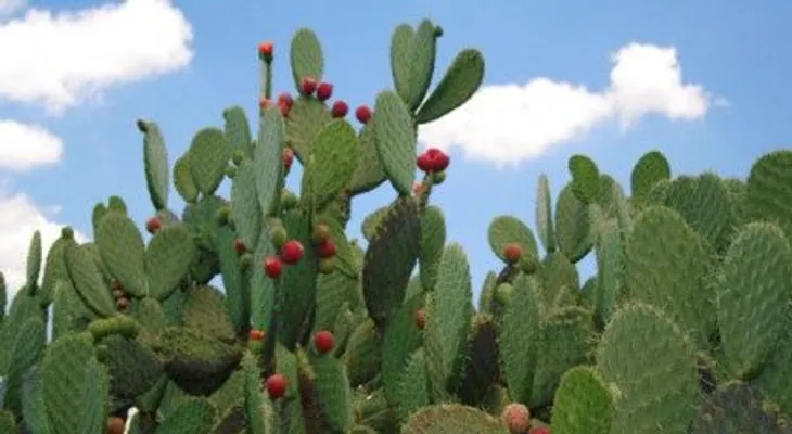 Propiedades medicinales de la Tuna o Nopal