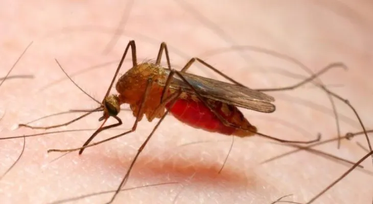  La OPS premia proyectos contra la malaria de República Dominicana, Brasil y Haití 