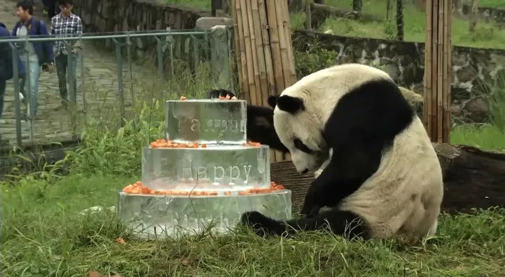 Muere Pan Pan, el panda que ayudó a salvar a su especie