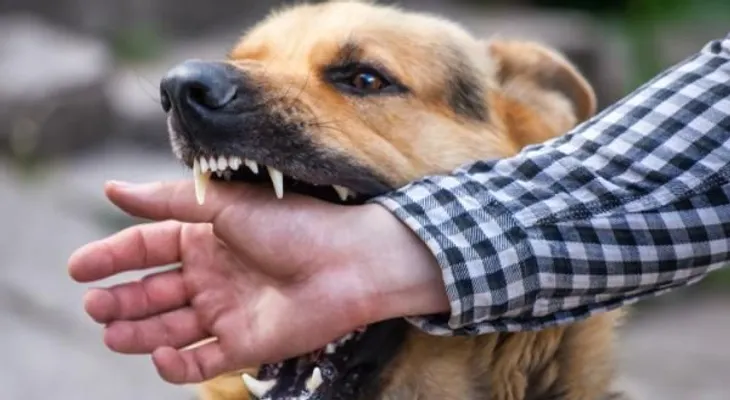 Conoce estas enfermedades pueden transmitir perros a los humanos
