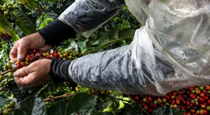 Si el café sigue adquiriendo popularidad, ¿por qué los productores ganan cada vez menos?