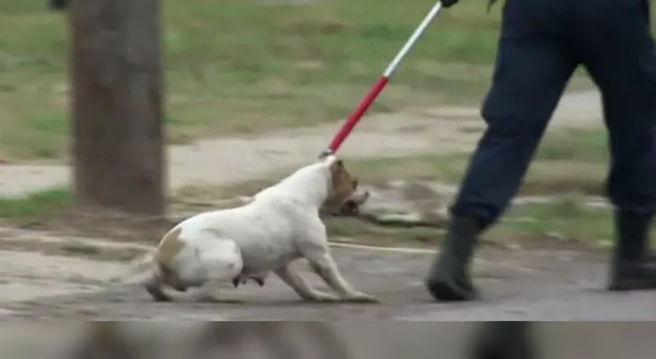 Niño de cuatro años muere tras ser atacado por perros pit bull