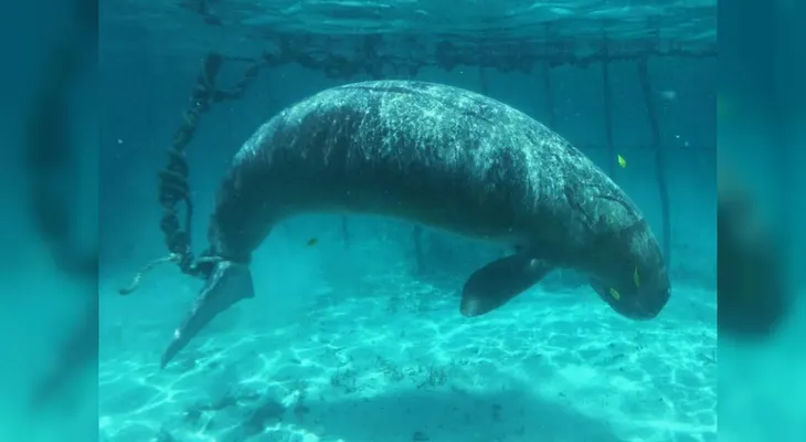 Buzos denuncian a un pescador que mantiene a animales amarrados en jaulas submarinas
