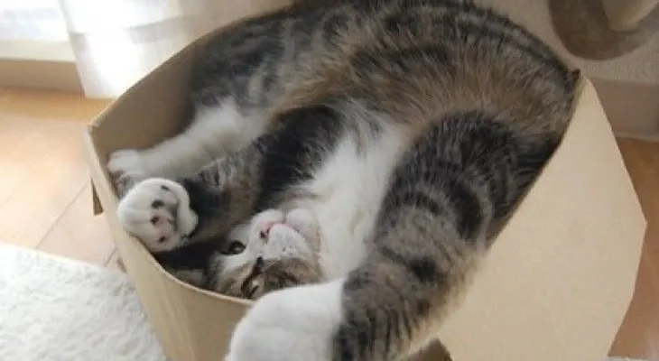Gata enviada por correo postal sobrevive 8 días en una caja