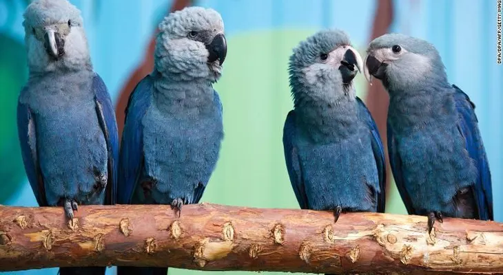 El ave azul que inspiró la película "Río" se ha extinguido de su hábitat natural