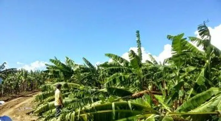 Ventarrón y lluvias causan daños en la agricultura de Valverde