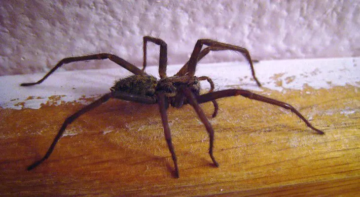 "¡Te voy a matar!": Policía responde tras amenazas de muerte... contra enorme araña