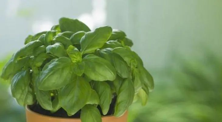 Consejos para cultivar plantas aromáticas en su hogar