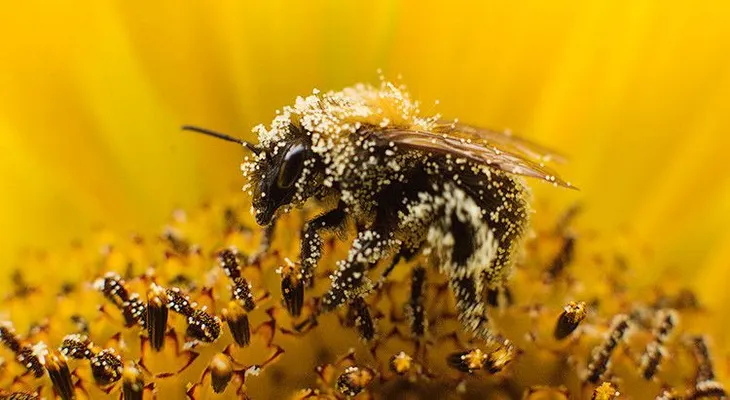 Fin del holocausto de las abejas: una empresa de EE.UU. retira sus productos con un químico mortal