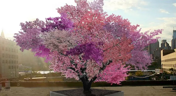 Desarrollan árbol que produce 40 tipos de frutas