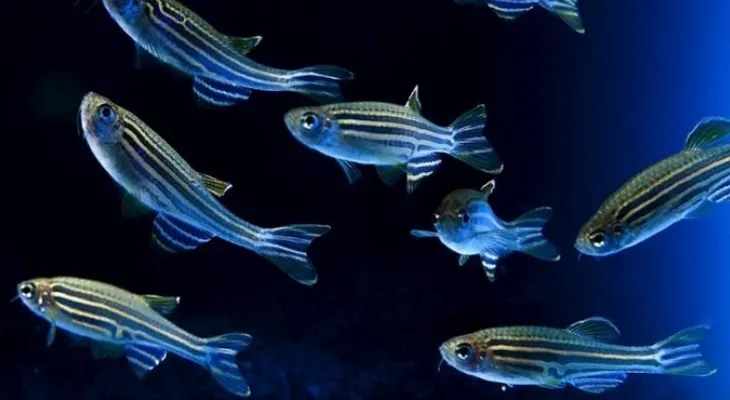 Hormona sexual en peces podría ayudar en tratamientos de fertilidad
