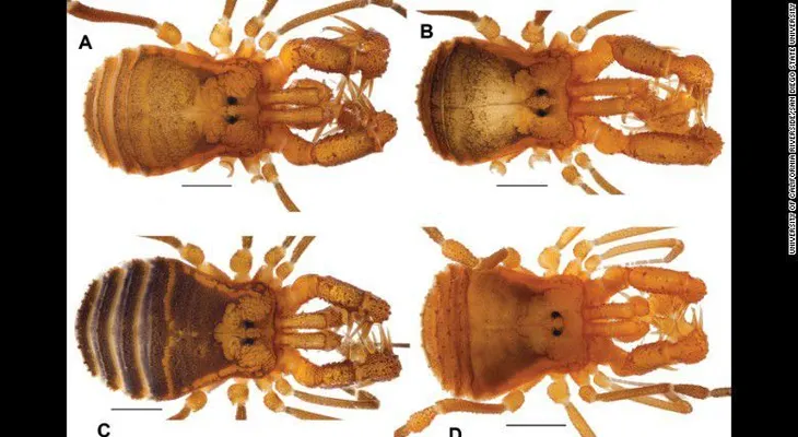 Conoce al nuevo arácnido 'monstruoso' que mide tan solo milímetros