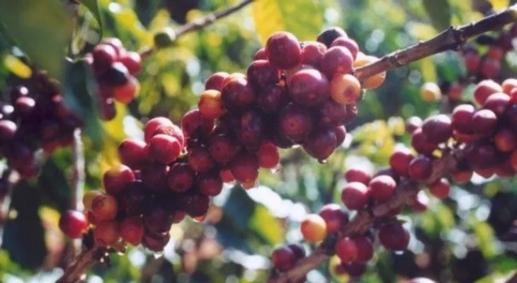 Codocafe pagará en julio deuda de 14 millones a obreros Región Enriquillo 