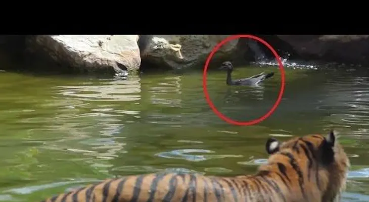 Batalla desigual: "El pato más valiente del mundo" desafía a un tigre y le gana 
