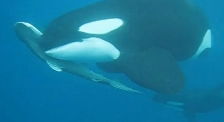 Mortal ataque de orcas a un tiburón tigre (Video)