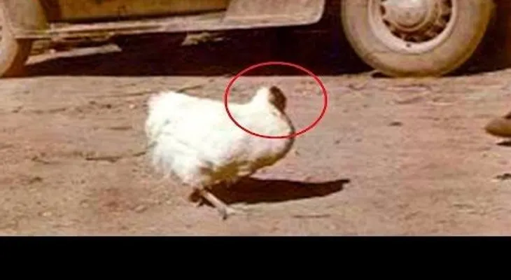 Un pollo vivió 18 meses sin Cabeza