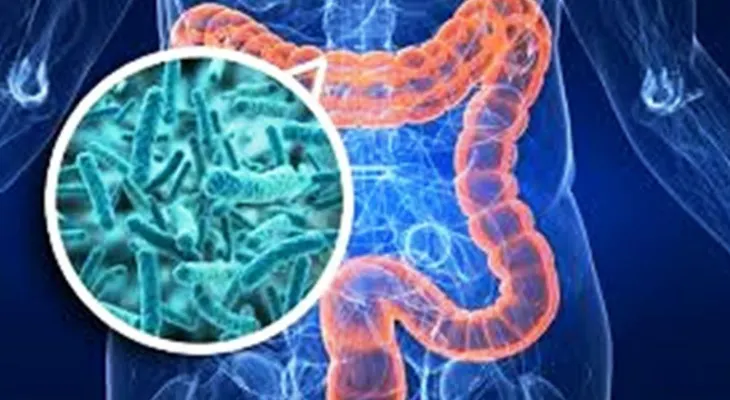 Bacterias en la flora intestinal protegen contra la obesidad