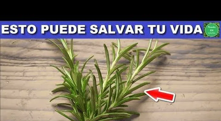 Cinco enfermedades que puede curar con una solo hojita de romero