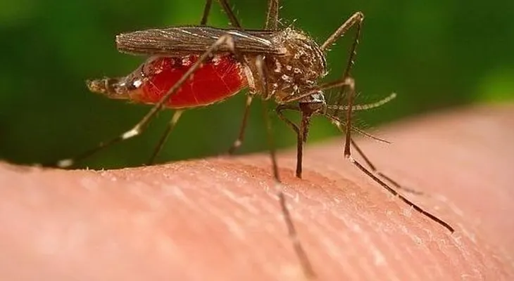 Suspenden serie en Puerto Rico por virus del Zika