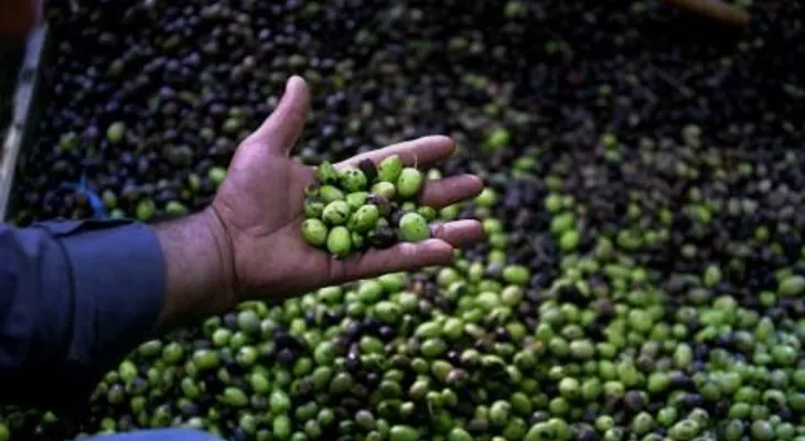 El aceite de oliva baja la presión arterial, descubren científicos 